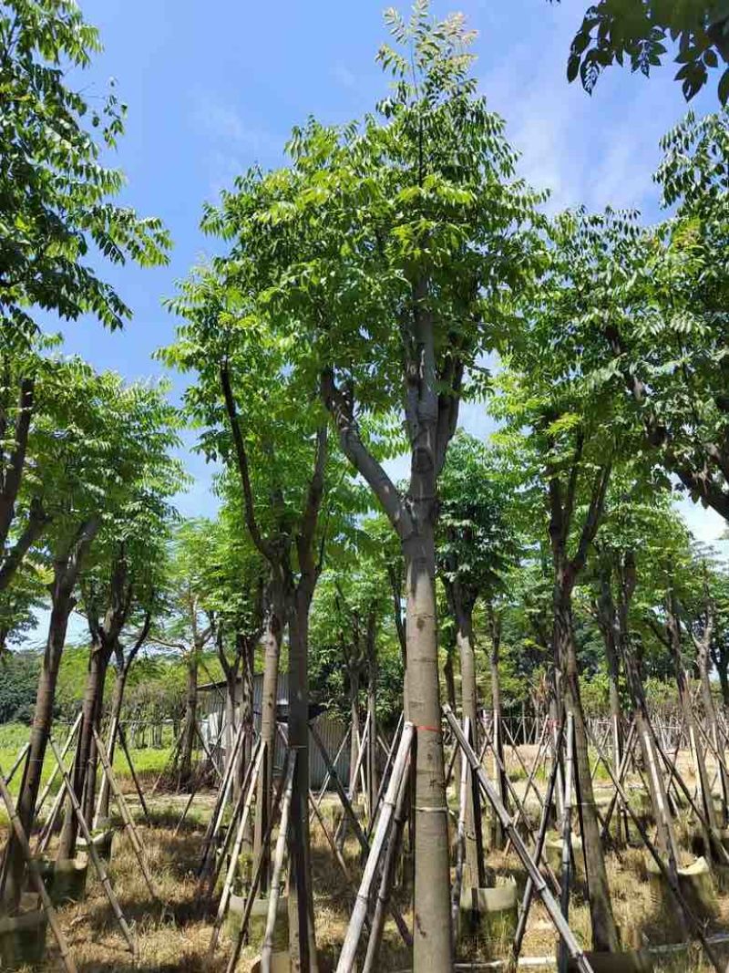黄山栾树(国庆花)3-15分，基地直销，大量低价出售