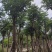 黄山栾树(国庆花)3-15分，基地直销，大量低价出售