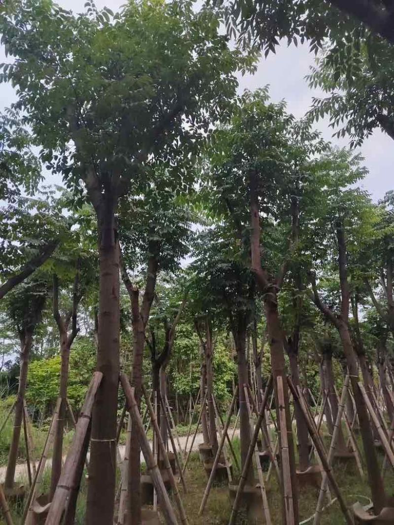 黄山栾树(国庆花)3-15分，基地直销，大量低价出售