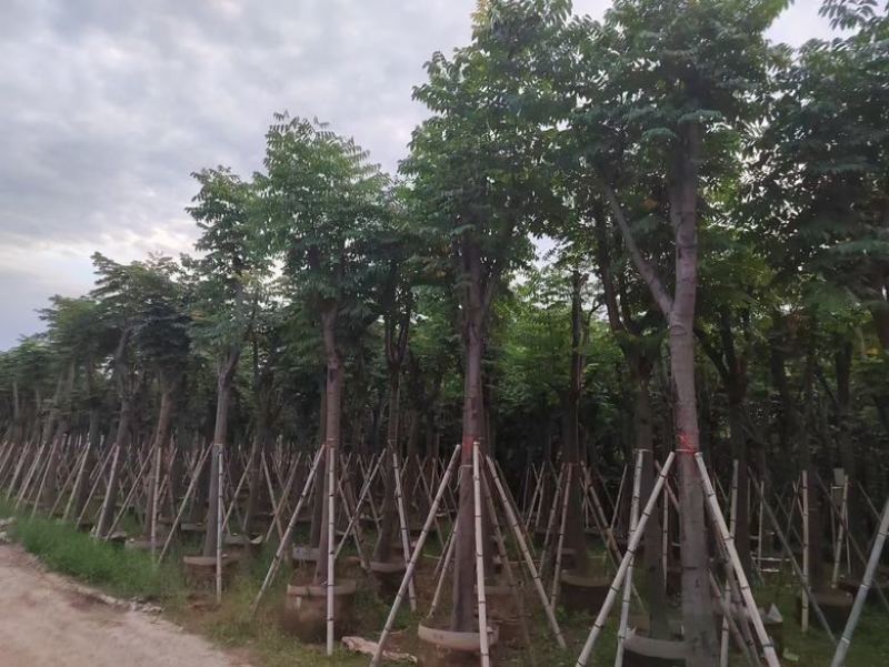 黄山栾树(国庆花)3-15分，基地直销，大量低价出售