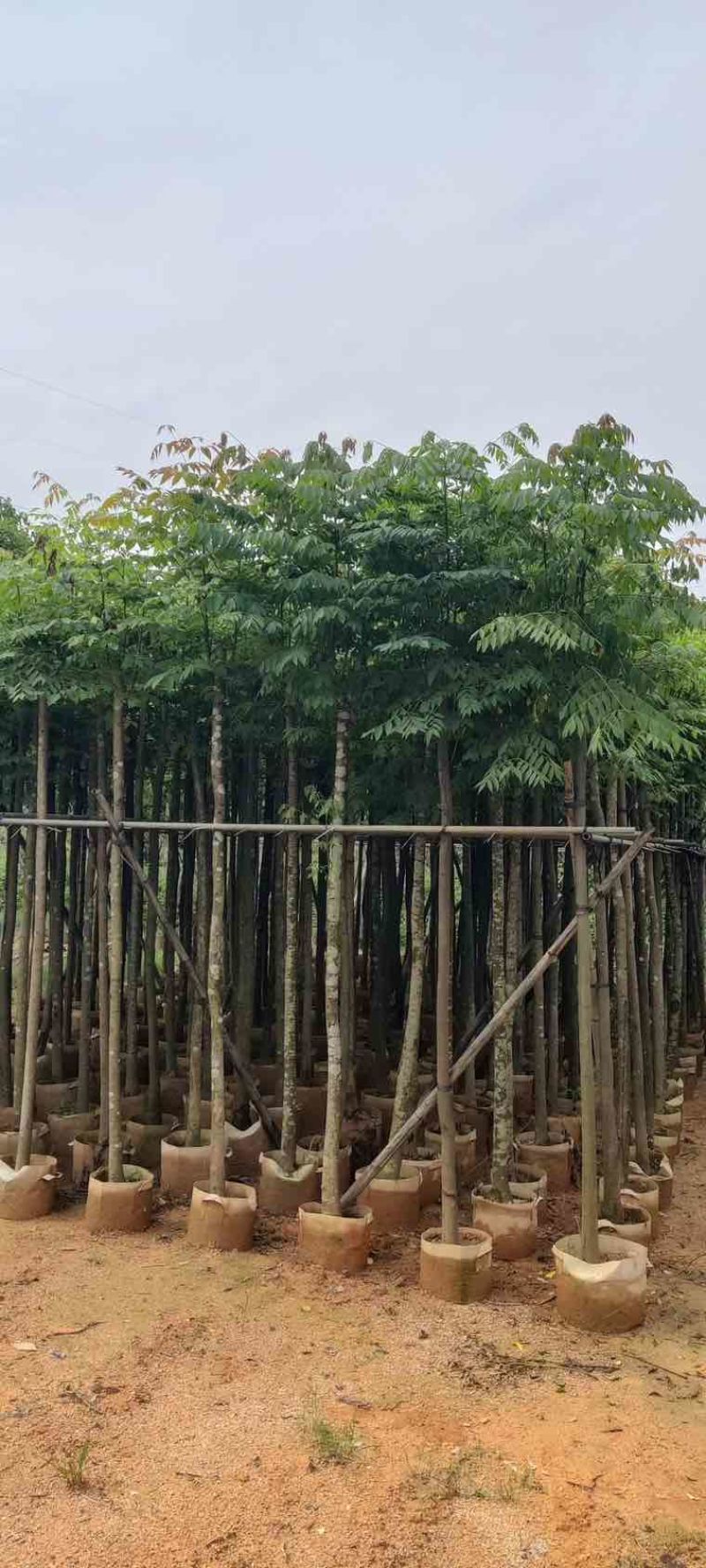 黄山栾树(国庆花)3-15分，基地直销，大量低价出售