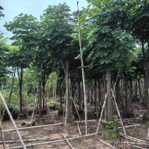 栾树（国庆花）基地直销规格齐全有需要的老板来电咨询合作