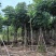 栾树（国庆花）基地直销规格齐全有需要的老板来电咨询合作