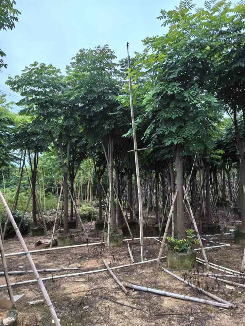 栾树（国庆花）基地直销规格齐全有需要的老板来电咨询合作