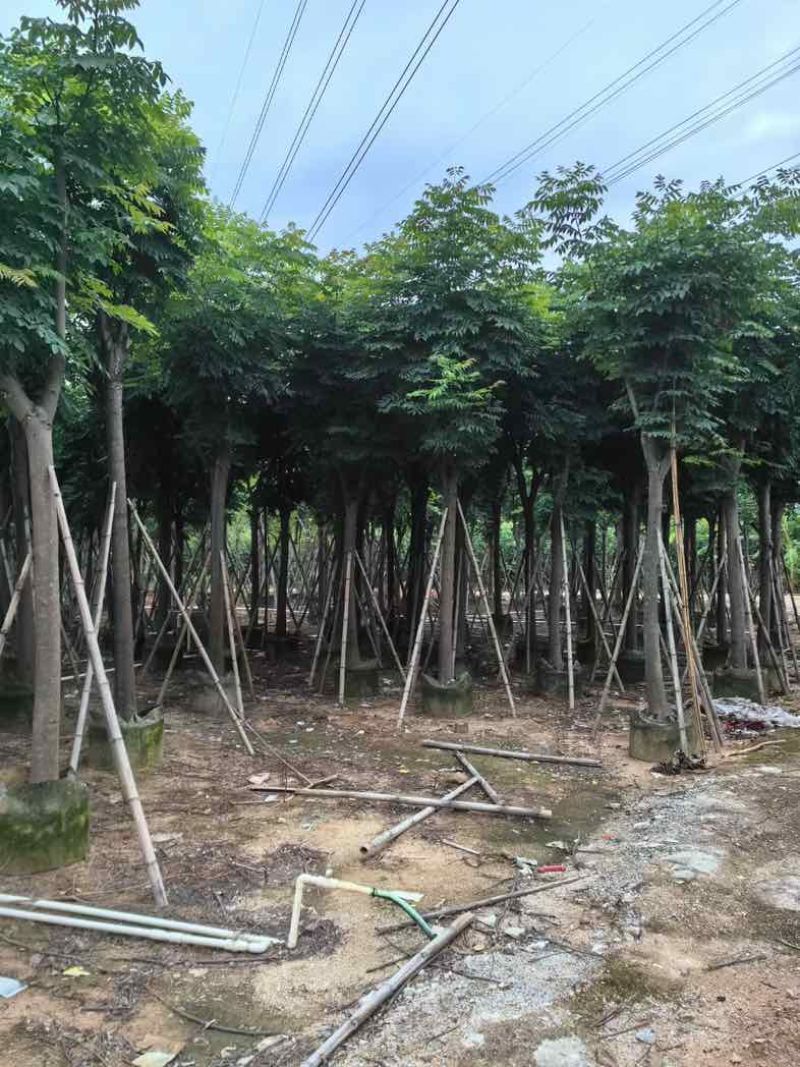 栾树（国庆花）基地直销规格齐全有需要的老板来电咨询合作