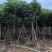 栾树（国庆花）基地直销规格齐全有需要的老板来电咨询合作