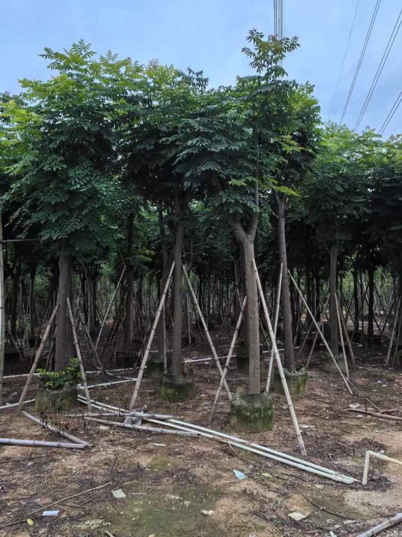 栾树（国庆花）基地直销规格齐全有需要的老板来电咨询合作