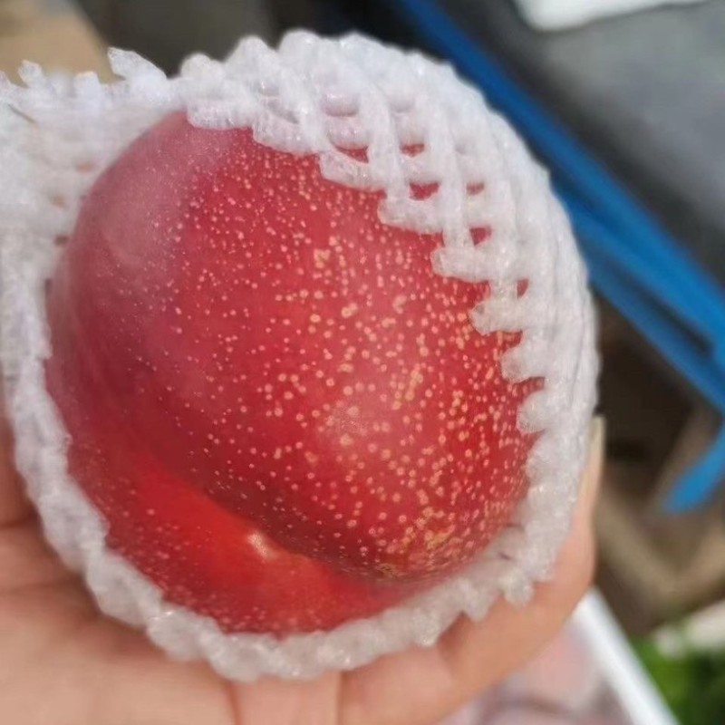 精品油桃，露天沙地大油桃，规格齐全，脆甜黄肉白肉