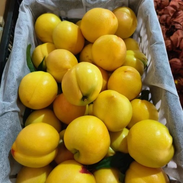 精品芒果油桃，大量上市
