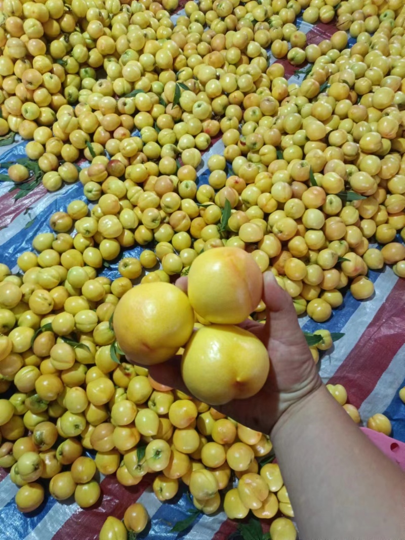 精品芒果油桃，大量上市