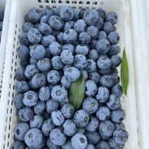蓝莓产地，各个品种，各个规格！供应电商，一件！