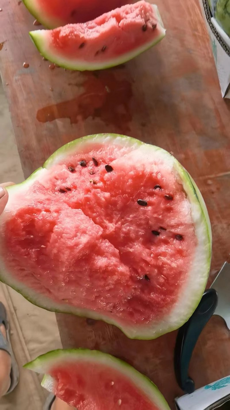 广东湛江西瓜原产地批发！对接各大市场商超平台