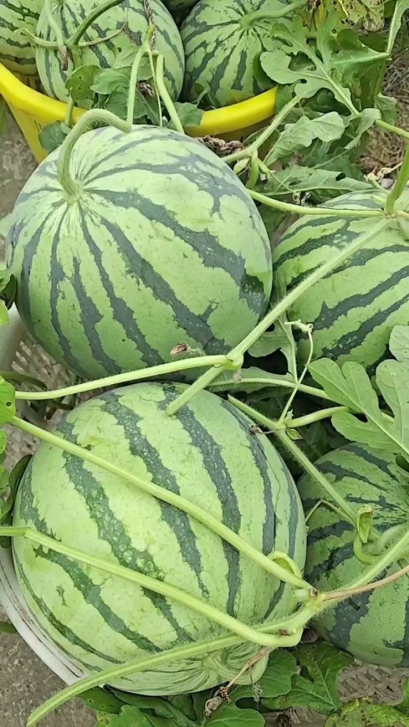 甜王，美都，麒麟瓜大量现货供应