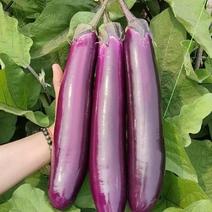 嫁接紫长茄苗，圆茄子苗，灯泡茄子苗，量大从优