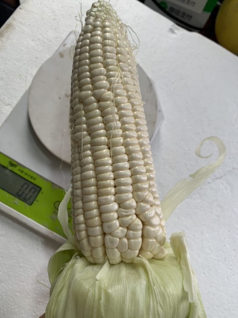 糯玉米🌽