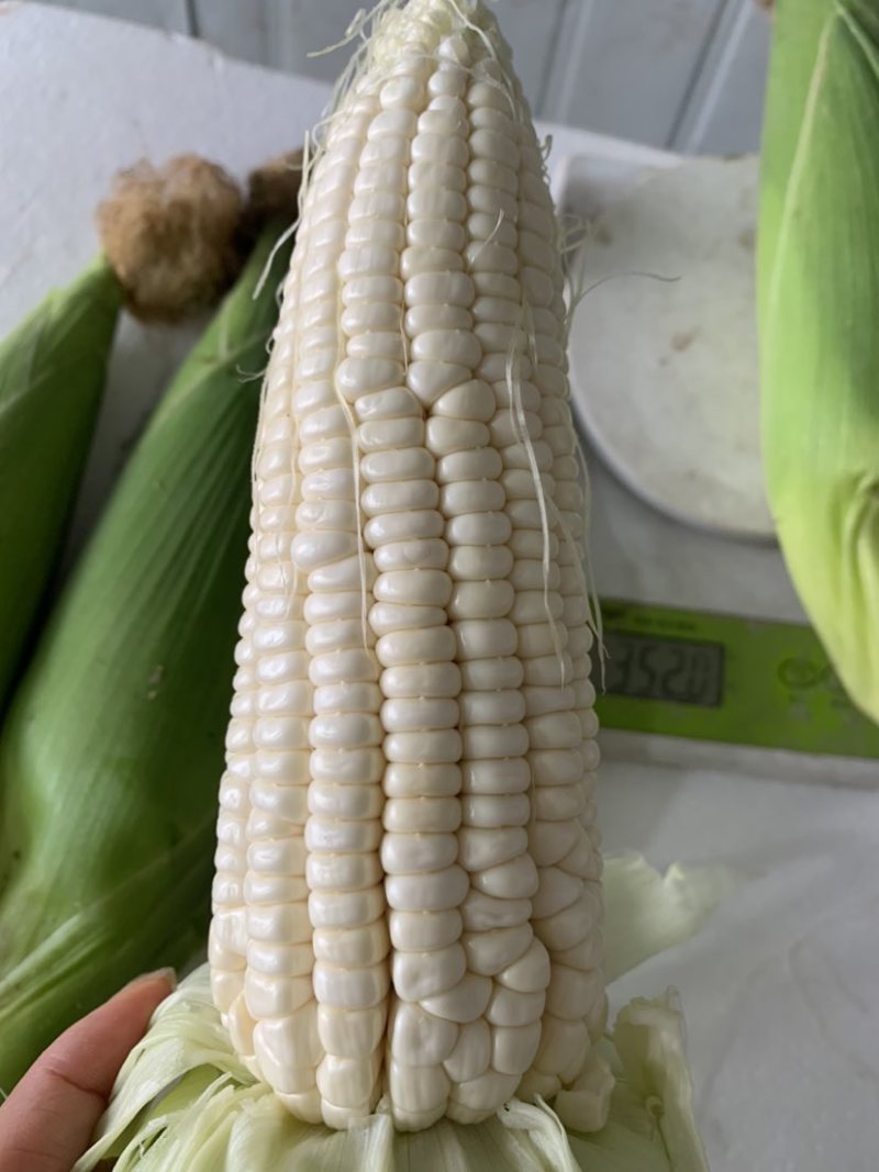 糯玉米🌽