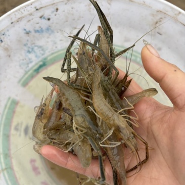 河虾活体冷冻