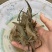 河虾活体冷冻