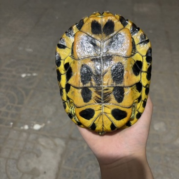 乌龟