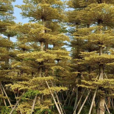 造托/光杆|割炎锦叶榄仁基地直销规格齐全欢迎老板来电洽谈