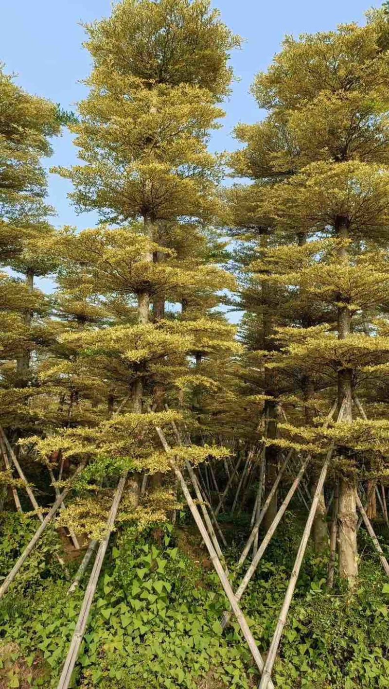 造托/光杆|割炎锦叶榄仁基地直销规格齐全欢迎老板来电洽谈