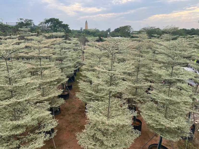 宝塔锦叶榄仁树基地直销规格齐全有需要的老板欢迎来电洽谈