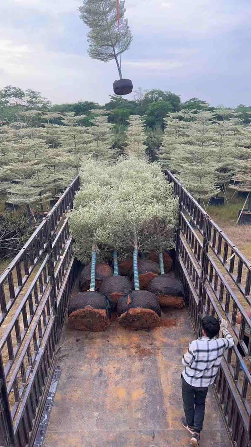 宝塔锦叶榄仁树基地直销规格齐全有需要的老板欢迎来电洽谈