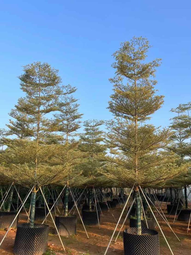 宝塔锦叶榄仁树基地直销规格齐全有需要的老板欢迎来电洽谈