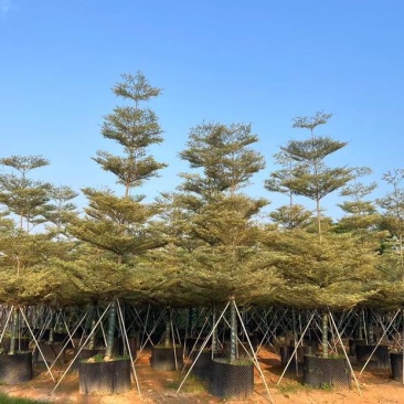 宝塔锦叶榄仁树基地直销规格齐全有需要的老板欢迎来电洽谈