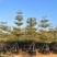 宝塔锦叶榄仁树基地直销规格齐全有需要的老板欢迎来电洽谈
