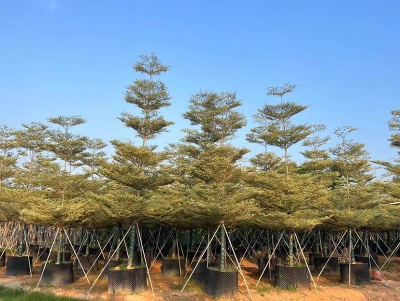 宝塔锦叶榄仁树基地直销规格齐全有需要的老板欢迎来电洽谈