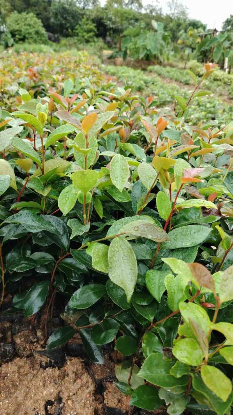 油茶苗基地直销规格齐全有需要的老板欢迎来电洽谈合作