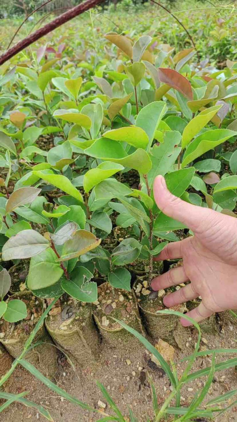 油茶苗基地直销规格齐全有需要的老板欢迎来电洽谈合作