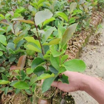 油茶苗基地直销规格齐全有需要的老板欢迎来电洽谈合作