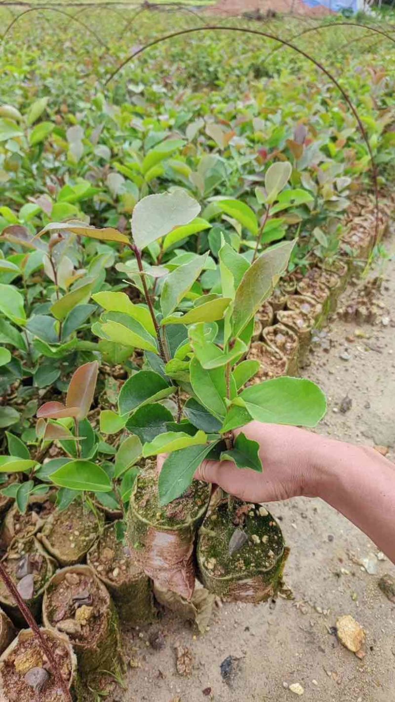 油茶苗基地直销规格齐全有需要的老板欢迎来电洽谈合作