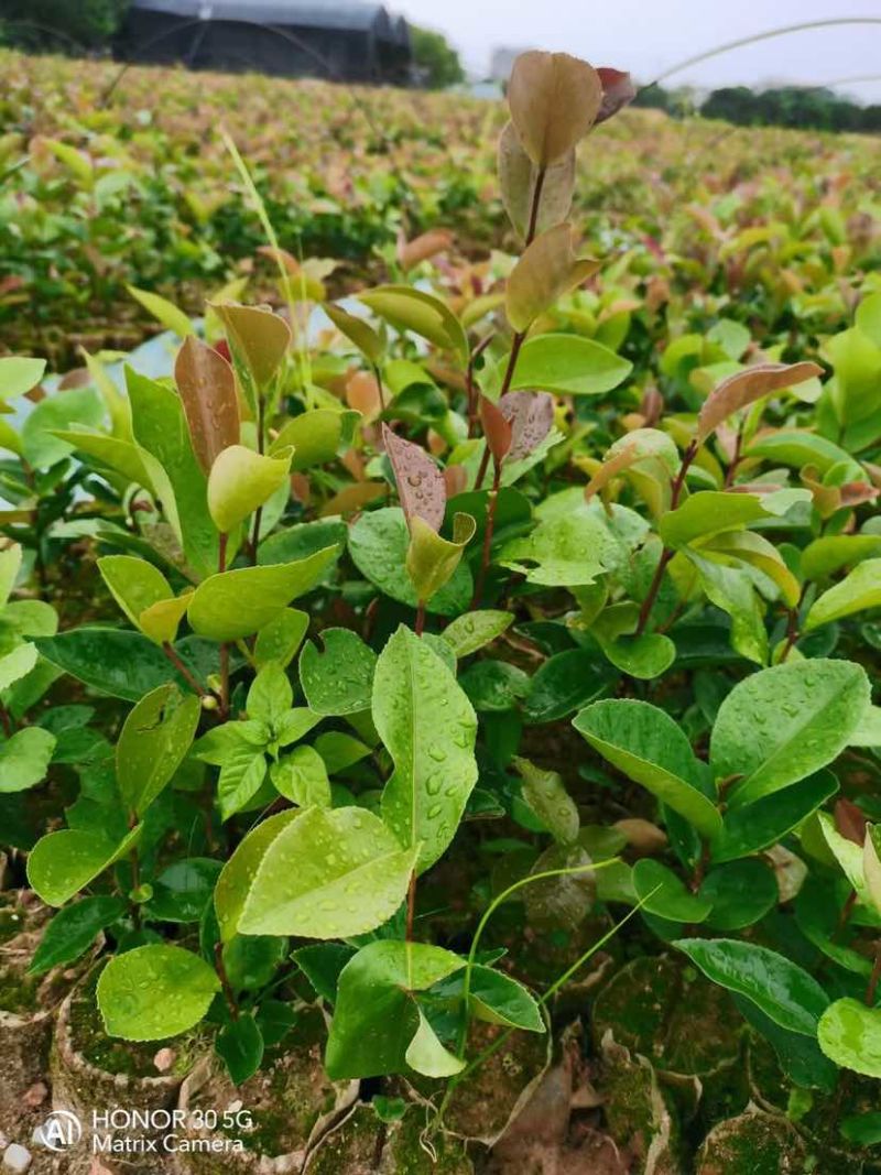 油茶苗基地直销规格齐全有需要的老板欢迎来电洽谈合作
