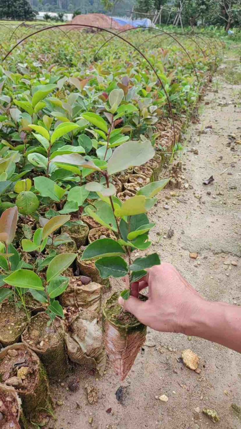 油茶苗基地直销规格齐全有需要的老板欢迎来电洽谈合作