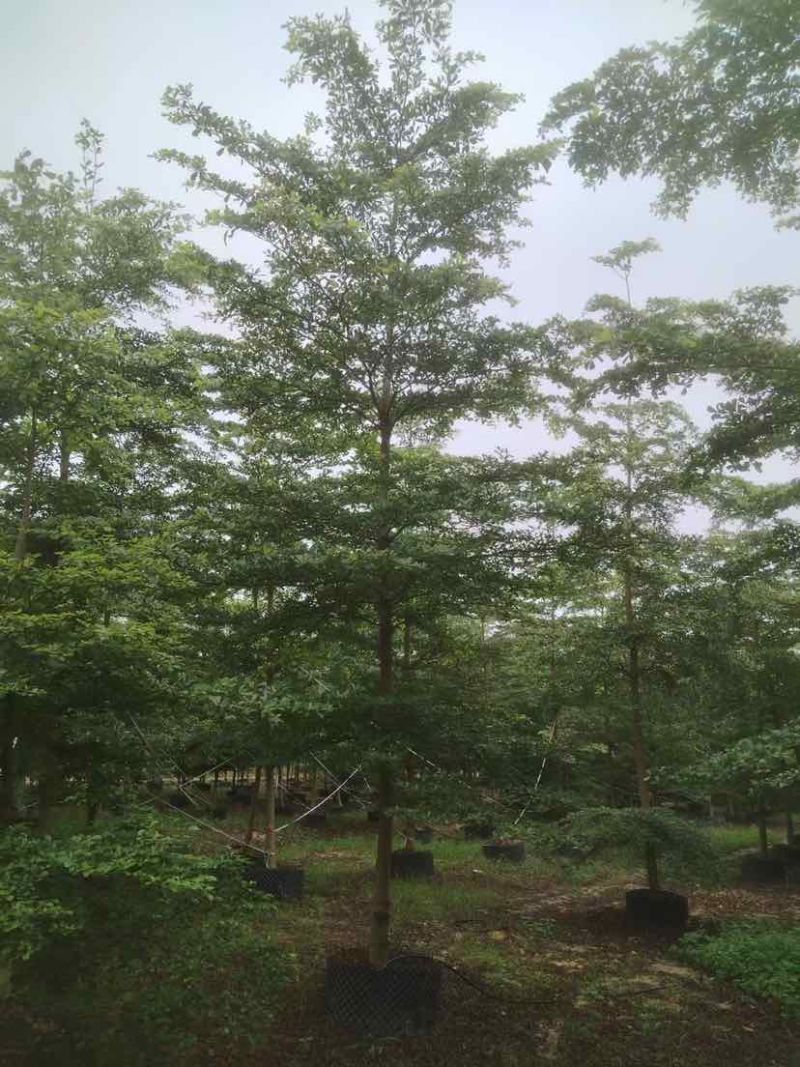 小叶榄仁树基地直销规格齐全有需要的老板欢迎来电洽谈合作