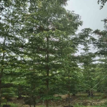 小叶榄仁树基地直销规格齐全有需要的老板欢迎来电洽谈合作