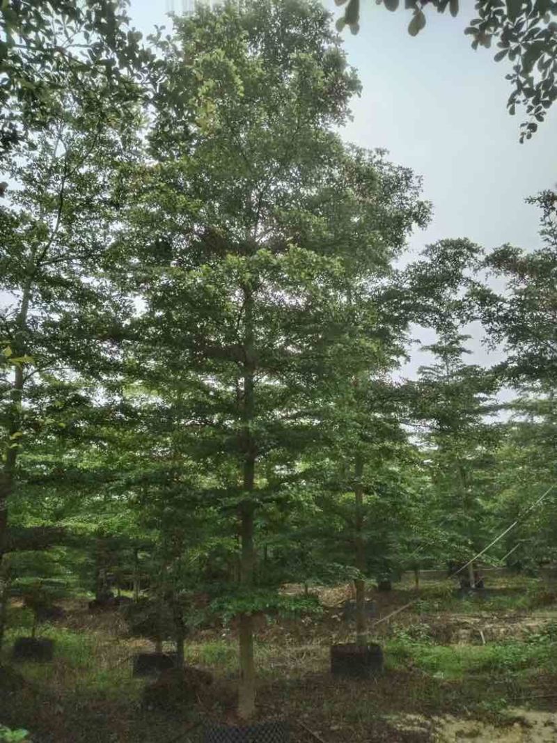 小叶榄仁树基地直销规格齐全有需要的老板欢迎来电洽谈合作