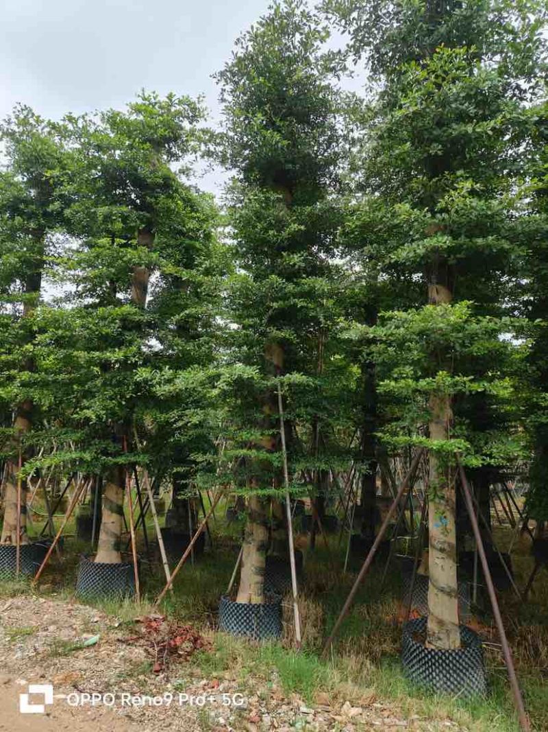 锦叶榄仁/小叶榄仁基地直销规格齐全有需要的老板欢迎来电