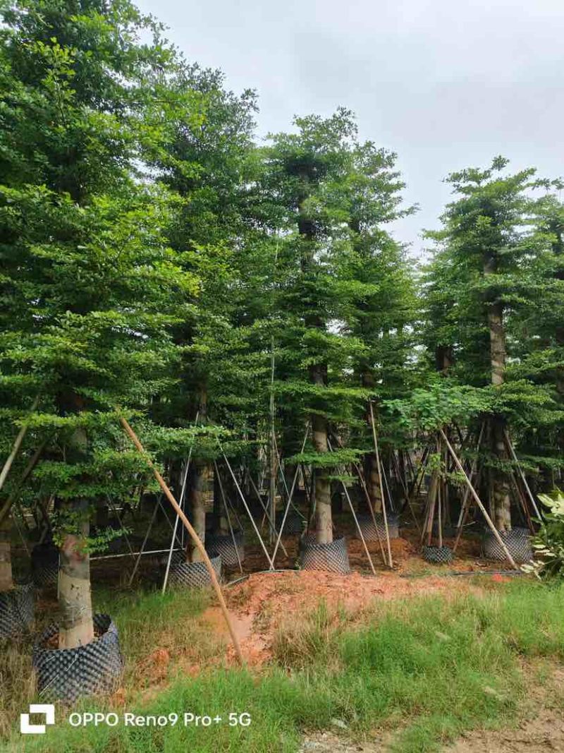 锦叶榄仁/小叶榄仁基地直销规格齐全有需要的老板欢迎来电