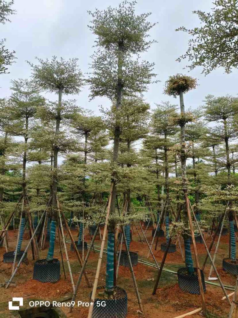 锦叶榄仁/小叶榄仁基地直销规格齐全有需要的老板欢迎来电