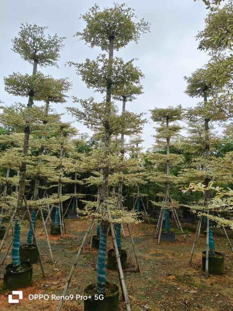 锦叶榄仁/小叶榄仁基地直销规格齐全有需要的老板欢迎来电