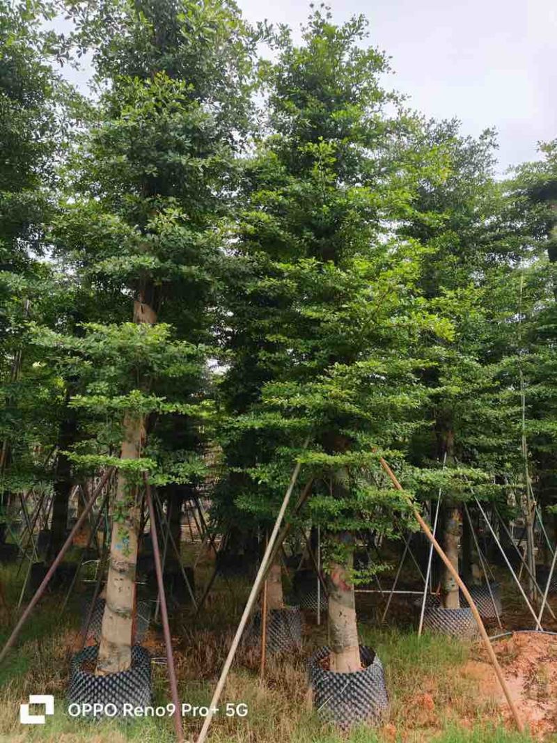 锦叶榄仁/小叶榄仁基地直销规格齐全有需要的老板欢迎来电