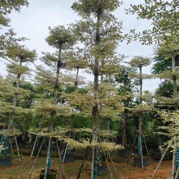 锦叶榄仁/小叶榄仁基地直销规格齐全有需要的老板欢迎来电