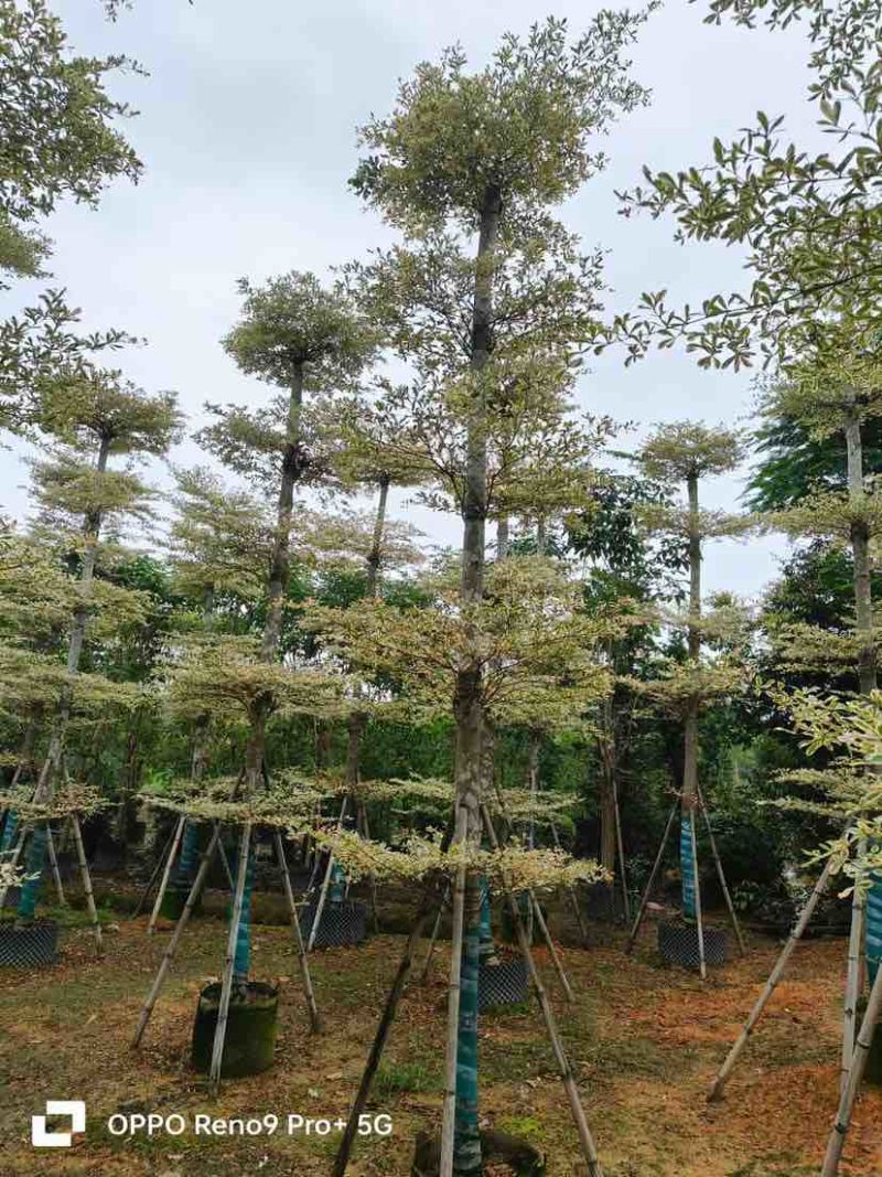锦叶榄仁/小叶榄仁基地直销规格齐全有需要的老板欢迎来电