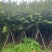 宫粉紫荆基地直销规格齐全有需要的老板欢迎来电洽谈合作