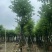 宫粉紫荆基地直销规格齐全有需要的老板欢迎来电洽谈合作