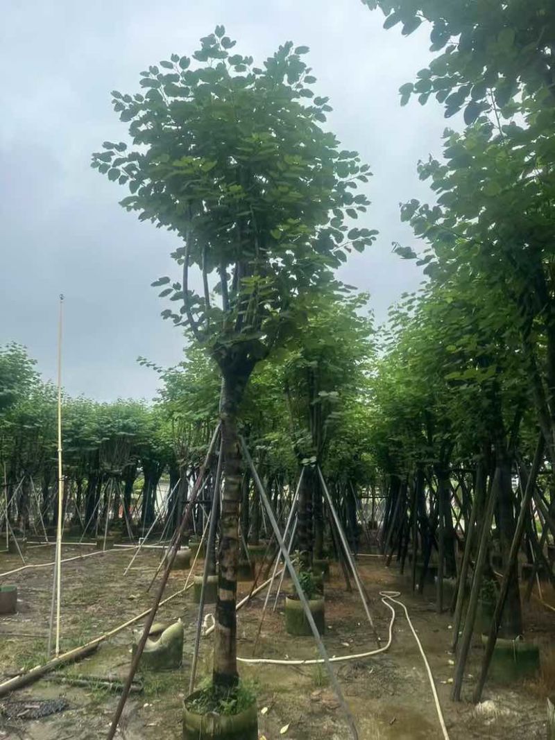 宫粉紫荆基地直销规格齐全有需要的老板欢迎来电洽谈合作
